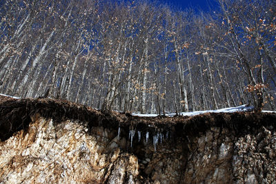 Close-up of icicles on rock