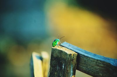 Close-up of insect perching on wood