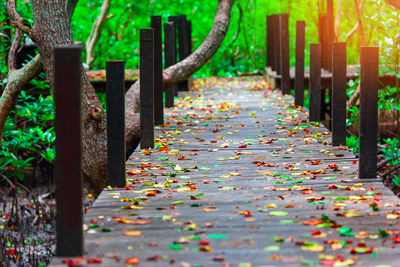 Leaves fall on wooden bridge