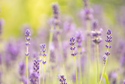 Close-up of purple flowering plants on field