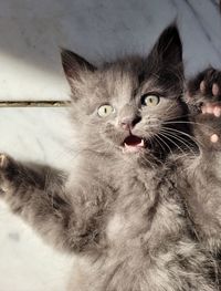 Close-up portrait of a cat