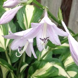 Close-up of white flowers