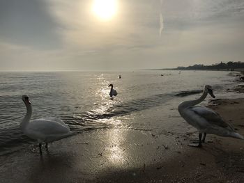 Seagulls on beach against sky during sunset