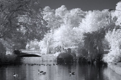 View of birds swimming in lake