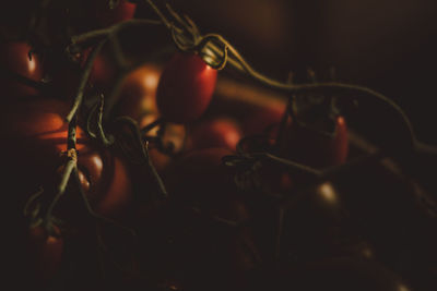 Close-up of red tomatoes in dark