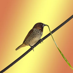 Close-up of bird perching on wooden pole against clear sky