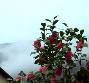 Low angle view of pink flowers blooming against sky