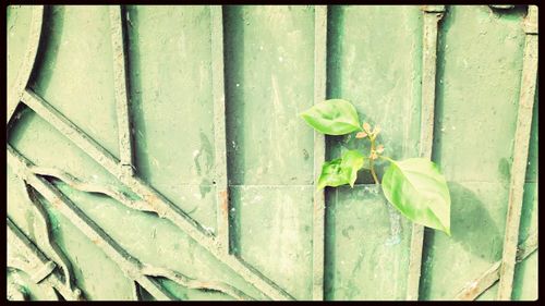 Close-up of fresh green plant