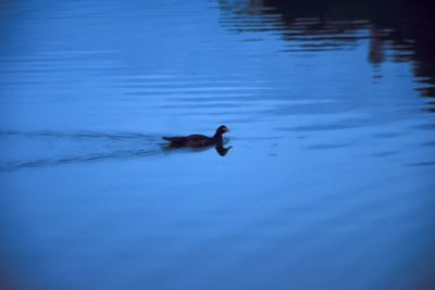 Swan swimming in lake