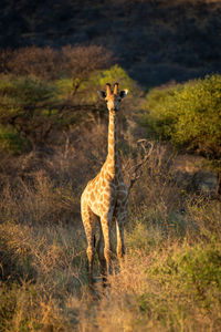 Southern giraffe stands among bushes eyeing camera