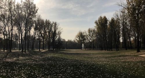 Trees in forest against sky