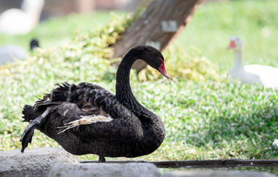 A black swan stands in front of a white swan
