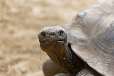 Close-up of a turtle