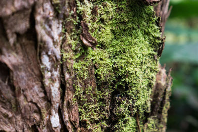 Close-up of moss growing on tree trunk