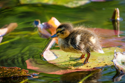 Close-up of baby duck swimming in lake 