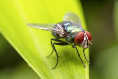 Close-up of insect on leaf