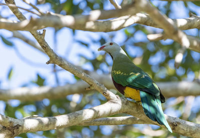 Low angle view of bird perching on branch