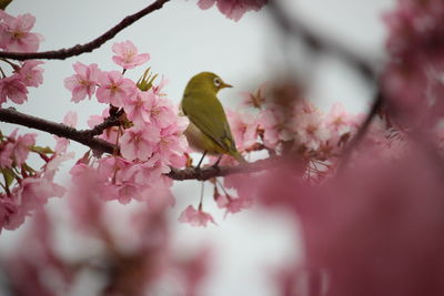 Pink cherry blossoms in spring