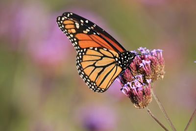 Close-up of butterfly pollinating on purple flower