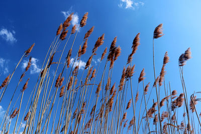 Low angle view of stalks against blue sky