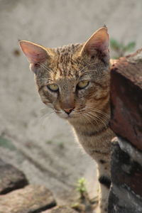 Close-up of a cat