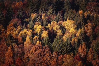 View of trees in forest