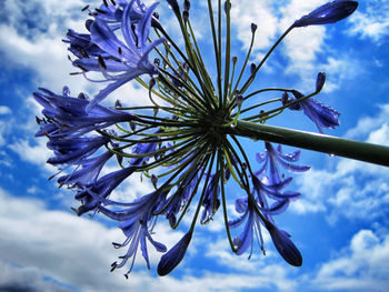 Low angle view of flowers against blue sky