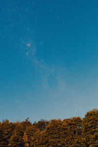 Low angle view of trees against clear sky at night