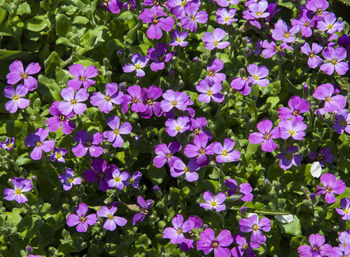 High angle view of purple flowers blooming outdoors