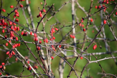 Rose hips growing on tree