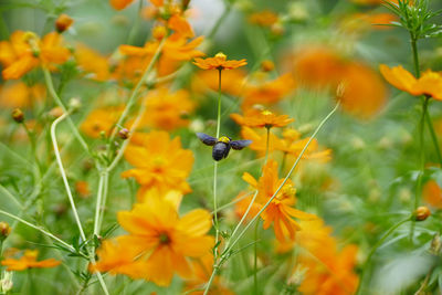 Close-up of insect on yellow flower