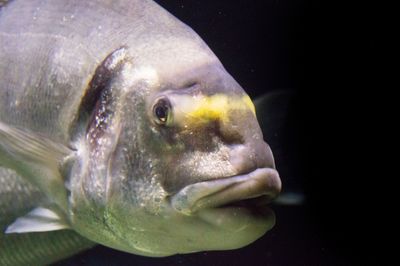 Close-up of fish swimming in aquarium