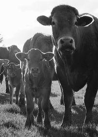 Close-up portrait of cows