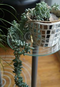 Close-up of succulent plant in basket on table