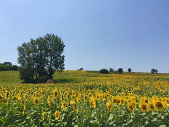 Scenic view of yellow flowers on field against sky