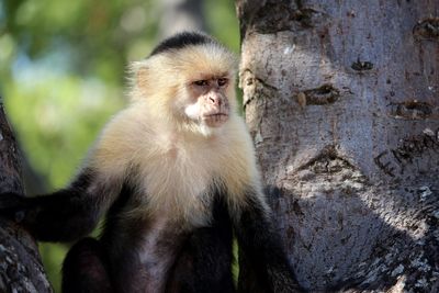 Portrait of monkey sitting on a tree