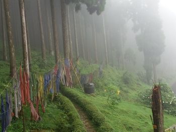 Panoramic shot of trees in forest