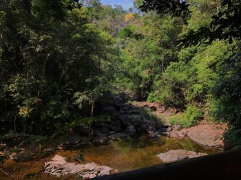 Trees growing by river in forest