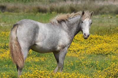 Horse standing in field