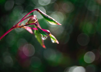 Close-up of wet plant