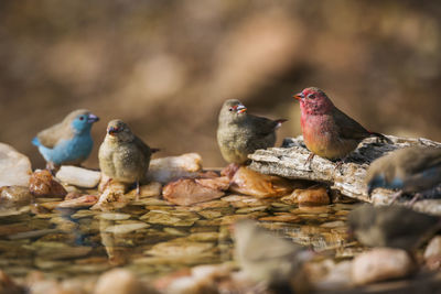 Close-up of birds in water