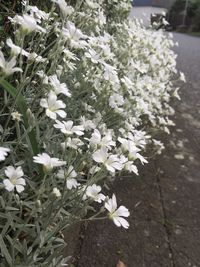Close-up of white flowering plant