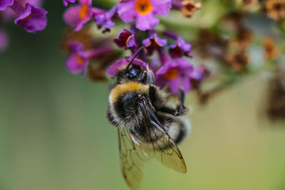 Close-up of bumblebee pollinating on purple flowers