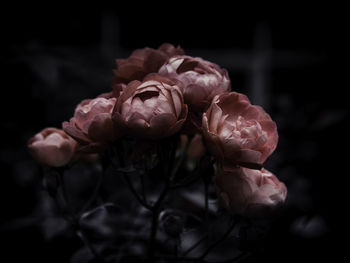Close-up of flowers against blurred background