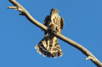 Low angle view of owl perching on tree against clear blue sky