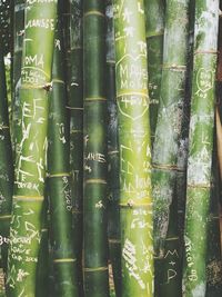 Full frame shot of green leaves