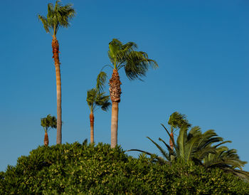 Low angle view of coconut palm trees against clear blue sky