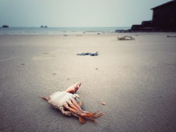 Close-up of dead crab on sand at beach