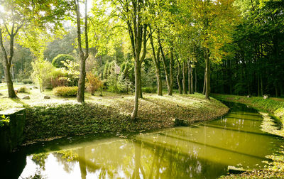 Scenic view of river amidst trees in forest