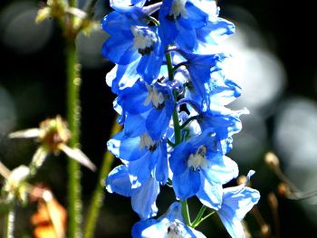 Close-up of blue flowering plant